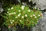 Eyrtúvusteinbrot / Saxifraga rosacea, Sornfelli.