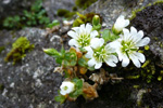 Stórblømt høsnagras / Cerastium arcticum. Sornfelli.