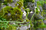 Eingjarkarsi / Cardamine pratensis L.