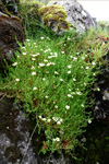 Eyrtúvusteinbrot / Saxifraga rosacea, Sornfelli.