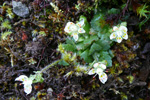 Stjørnusteinbrot / Saxifraga stellaris