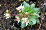 Stjørnusteinbrot / Saxifraga stellaris