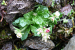 Stjørnusteinbrot / Saxifraga stellaris