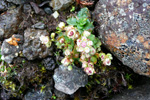 Stjørnusteinbrot / Saxifraga stellaris