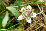 Stjørnusteinbrot / Saxifraga stellaris