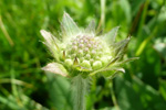 Reyð kúpa / Knautia arvensis (L.) Coulter, Eysturoy.