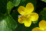 Mýrisólja / Caltha palustris L.