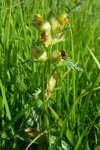 Snjallabjalla / Rhinanthus minor.