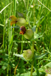 Snjallabjalla / Rhinanthus minor.