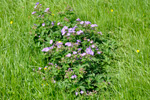 Litingarsortugras / Geranium sylvaticum.