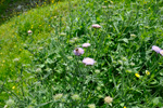 Reyð kúpa / Knautia arvensis (L.) Coulter, Eysturoy.