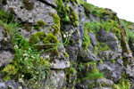 Eingjarkarsi / Cardamine pratensis L.