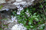 Læknabládepla / Veronica officinalis L.