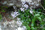 Læknabládepla / Veronica officinalis L.