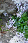 Læknabládepla / Veronica officinalis L.