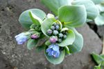 Svarrossatunga / Mertensia maritima