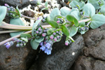 Sævarrossatunga / Mertensia maritima