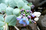 Sævarrossatunga / Mertensia maritima