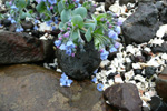 Sævarrossatunga / Mertensia maritima