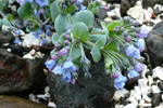 Sævarrossatunga / Mertensia maritima