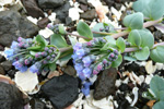 Sævarrossatunga / Mertensia maritima