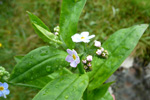 Mýrihoylús (Gloym meg ei) / Myosotis scorpioides.