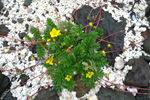 Gásamura / Potentilla anserina L.