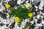 Gásamura / Potentilla anserina L.