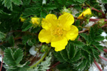 Gásamura / Potentilla anserina L.