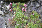 Sanddeyda / Sedum villosum.