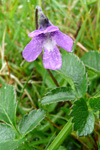 Vanligt undirløgugras / Pinguicula vulgaris.