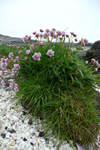 Mjátt sjógras / Armeria maritima, Hvítanes