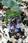 Svarrossatunga / Mertensia maritima