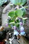 Svarrossatunga / Mertensia maritima