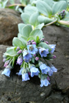 Svarrossatunga / Mertensia maritima