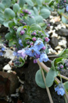 Svarrossatunga / Mertensia maritima