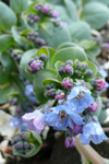 Svarrossatunga / Mertensia maritima