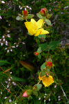 Fagurligt pirikum ella víriksgras / Hypericaceae pulchrum L.