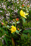 Fagurligt pirikum ella víriksgras / Hypericaceae pulchrum L.