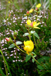 Fagurligt pirikum ella víriksgras / Hypericaceae pulchrum L.