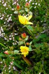 Fagurligt pirikum ella víriksgras / Hypericaceae pulchrum L.