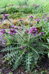 Mýritistil / Cirsium palustre