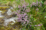 Vanligur heiðalyngur / Calluna vulgaris (L.) Hull