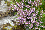 Vanligur heiðalyngur / Calluna vulgaris (L.) Hull