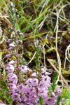 Vanligur heiðalyngur / Calluna vulgaris (L.) Hull