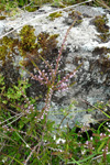 Vanligur heiðalyngur / Calluna vulgaris (L.) Hull