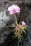 Mjátt sjógras / Armeria maritima, Hoyvík