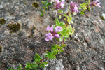 Skaldabrobber / Thymus praecox. Tórshavn 2010