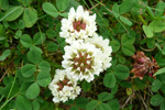 Seyðasmæra / Trifolium repens (L.)