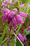 Froyskur klokkulyngur / Erica cinerea